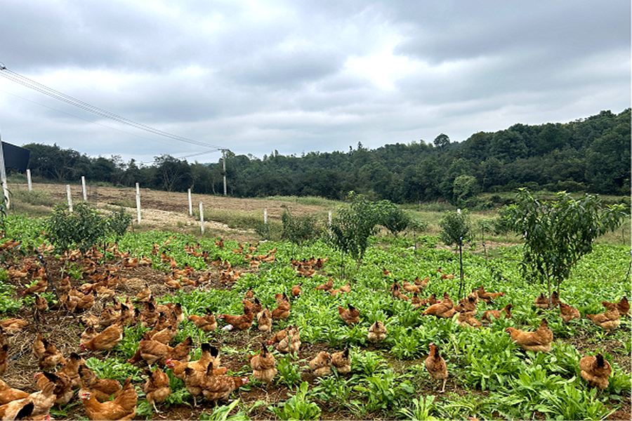 打造林下经济示范基地,桃源县木塘垸镇:实现经济效益和生态效益"双赢"