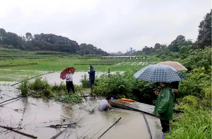 架橋鎮(zhèn)：疏通清理排水渠  筑牢防汛“安全堤”