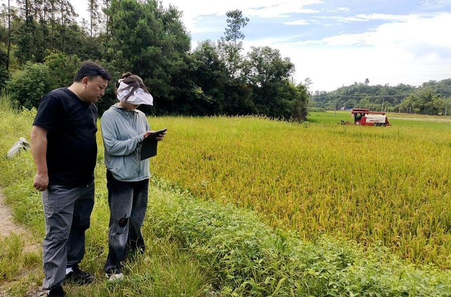 架橋鎮(zhèn)：村不漏戶 戶不漏地 精準核查早稻種植面積