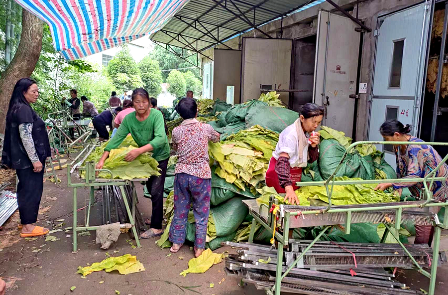 架橋鎮(zhèn)：黨建賦能  烤煙豐收“趕烤忙”