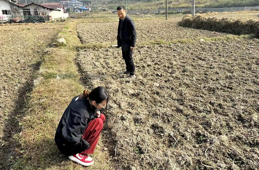 西安镇：冬闲农不闲，让闲田“生金”