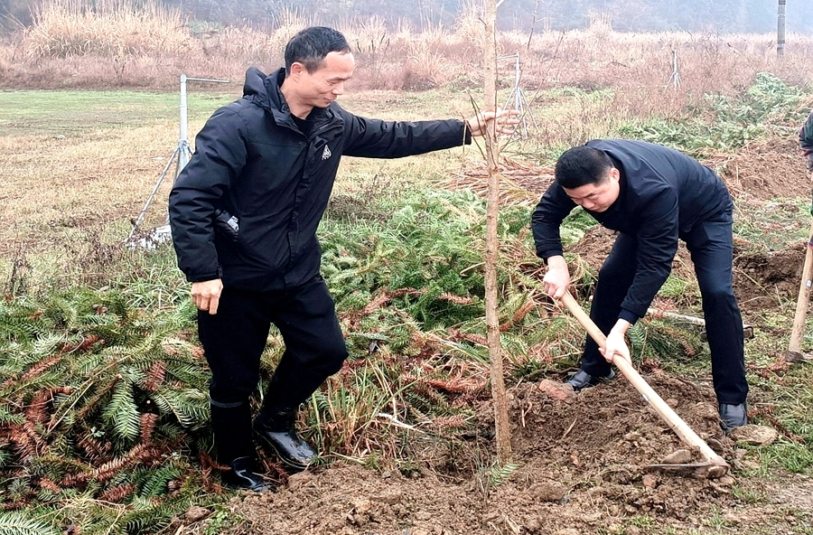 沙坪镇：植此新绿 绘就秀美新画卷