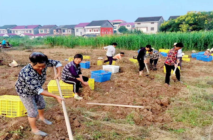 漳江街道：田间大叔蔬菜专业合作社谱写乡村振兴新篇章