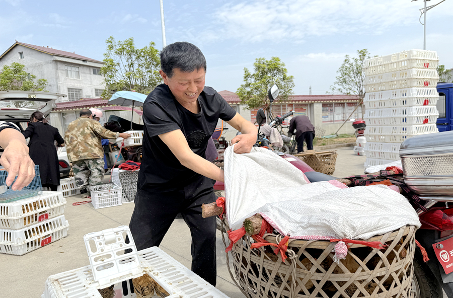 郑家驿镇：“授人以渔”助残增收 发放爱心鸡苗促就业
