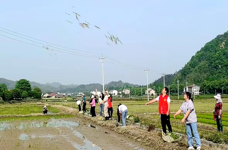 杨溪桥镇：年轻干部抛秧忙