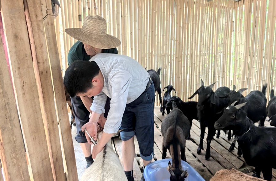 佘家坪镇：打好春季“预防针”  筑牢畜牧“防护墙”