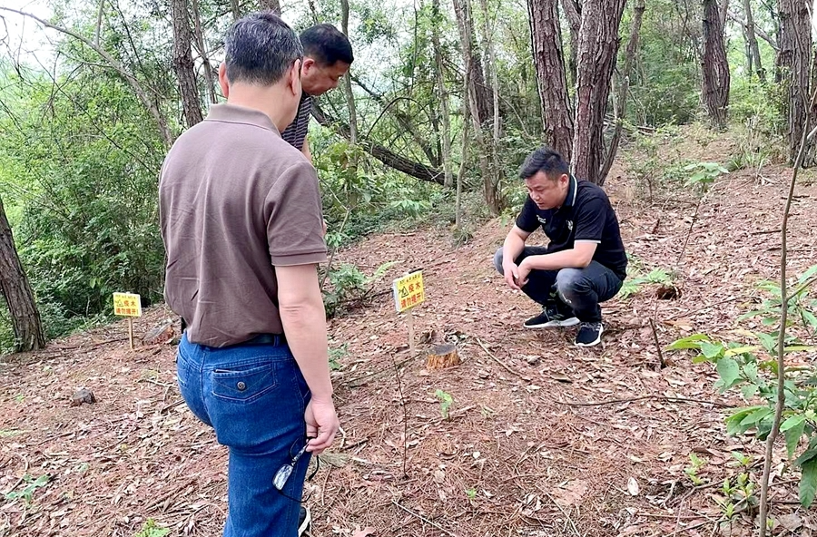 桃源县扎实开展松材线虫病枯（病）死松木除治验收工作