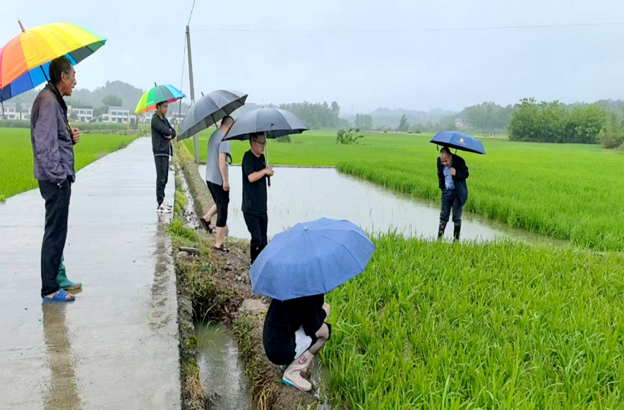 浔阳街道：加强病虫防治，保障粮食安全