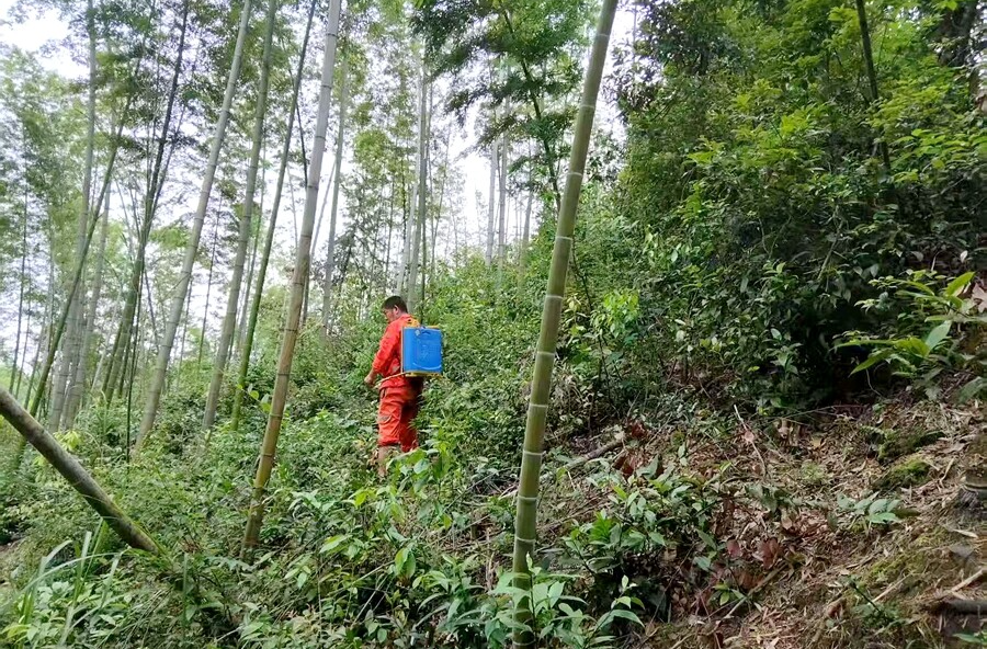 郑家驿镇：多举措织密竹蝗虫防治安全网