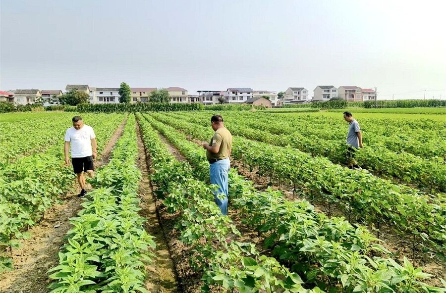 木塘垸镇：精准核查补贴种植面积 守牢粮食安全底线