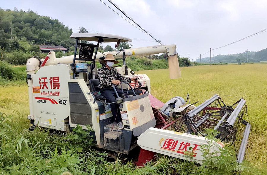 泥窝潭乡：抢收抢种赶农时，盛夏田间保丰收