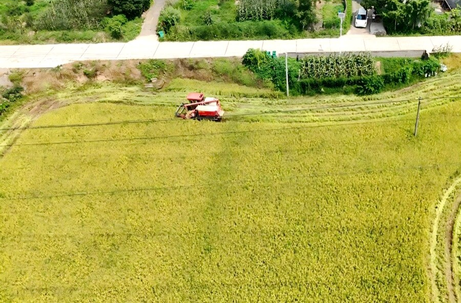 佘家坪镇：“双抢”进行时——丰收与希望的接力