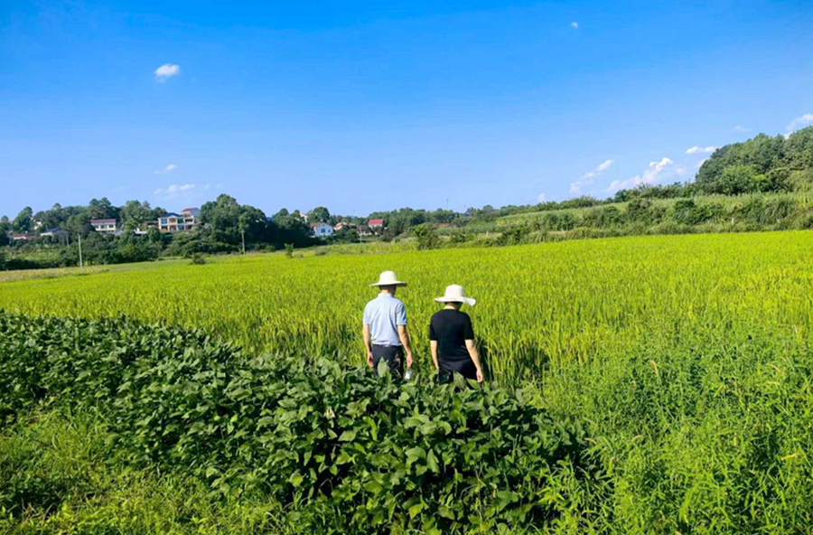 马鬃岭镇：“及时水”润农田   “粮安梦”稳民心