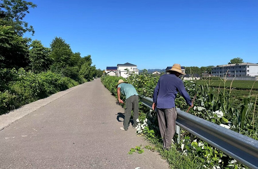 党员挥镰作表率，群众齐心清路障  茶庵铺镇“砍青除障”扮靓秀美乡村路