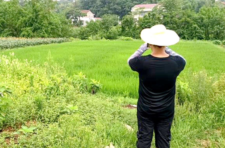 架桥镇开展耕地恢复种植举证工作