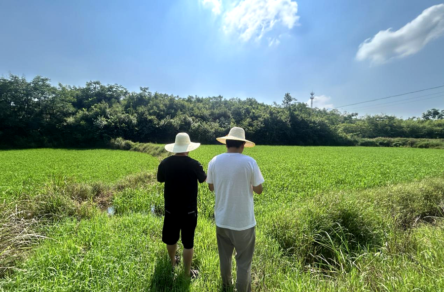 架桥镇：扎实开展夏播面积调查工作