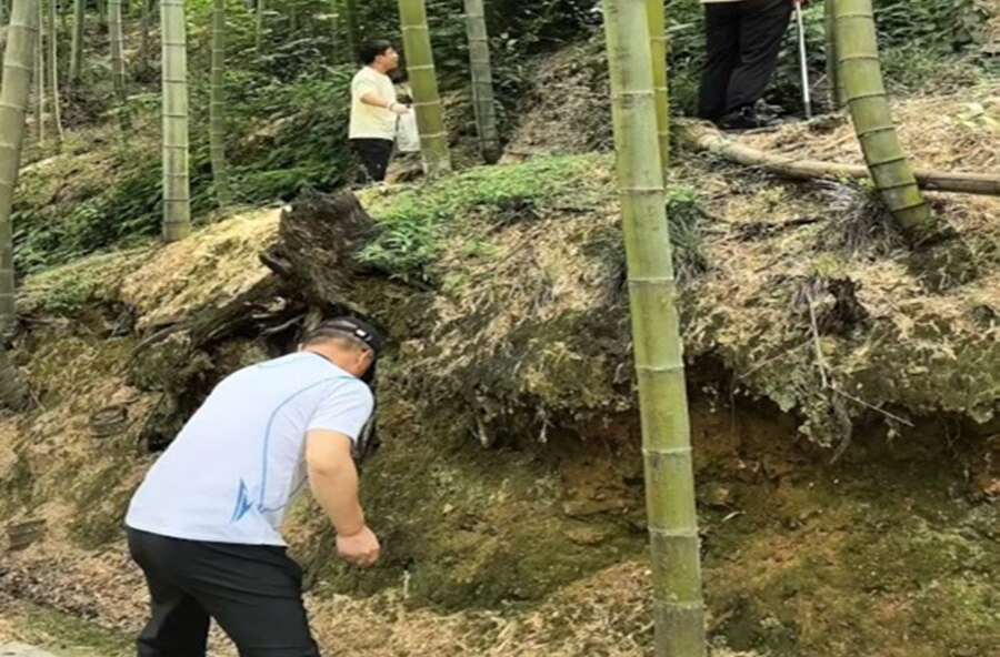 桃源县联合云南省林业专家组开展竹蝗防治调研  科技赋能和人才培养双管齐下