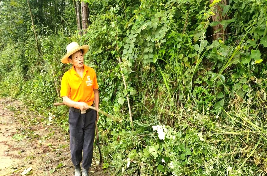 理公港镇：党员带头展担当 擦亮乡村风景线