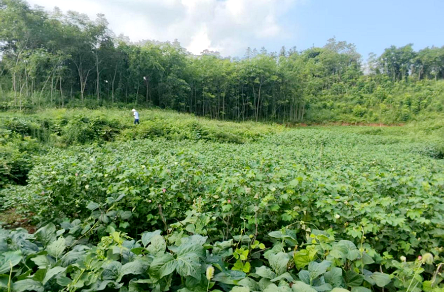 架桥镇：开展全域综合整治耕地种植情况验收 筑牢粮食安全根基