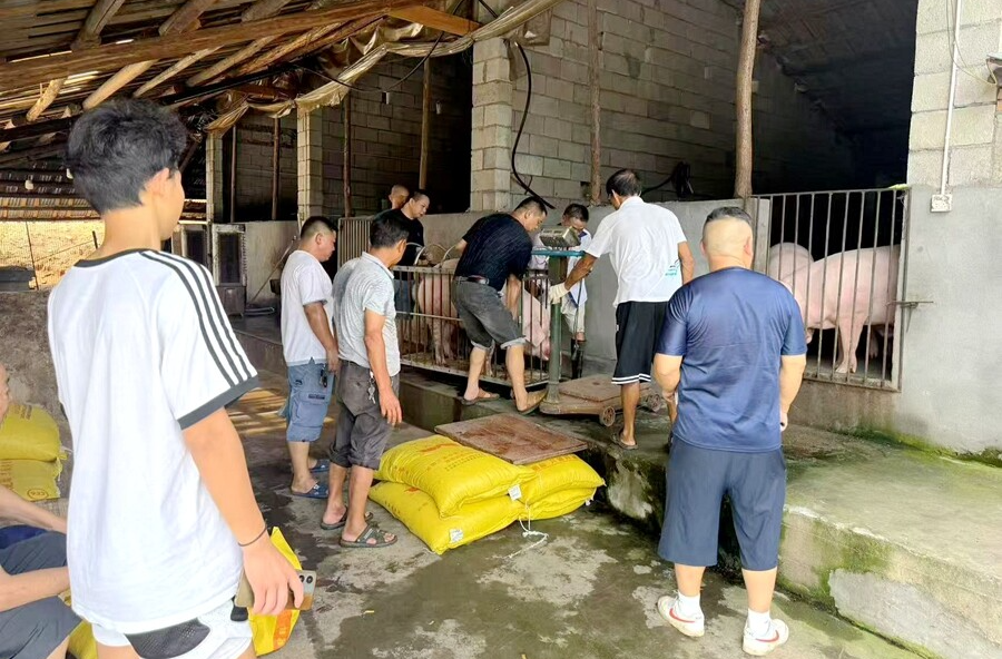 剪市镇：严把产地检疫关 让百姓吃上“放心肉”
