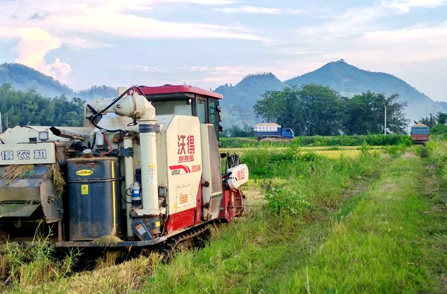 夷望溪鎮(zhèn)：稻浪滾滾迎豐收！150 畝原田化中稻開鐮收割