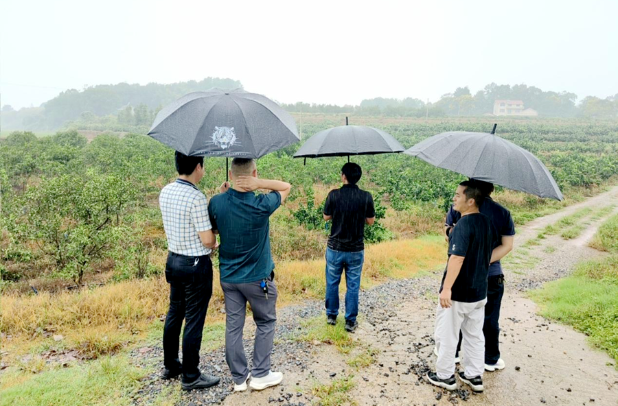 筑牢綠色發(fā)展根基！桃源縣農(nóng)業(yè)農(nóng)村局開展柑橘、茶葉綠色防控基地現(xiàn)場踏勘