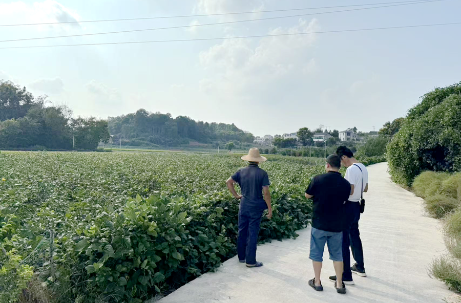 架橋鎮(zhèn)：田間核查 “準” 字當頭 守護棉農(nóng)補貼 “放心錢”