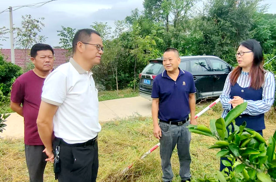 打通服务“最后一公里”：桃源县政协逐绿委员工作室赋能柑橘茶叶提质