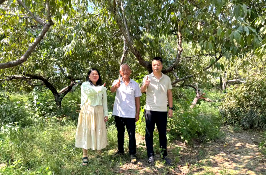 党建凝心 黄桃助农： 枫树乡一次爱心接力的党建温度