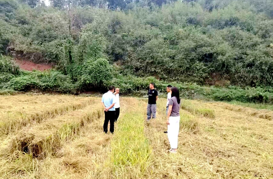 剪市镇：秸秆禁烧绘绿图，秀美乡村展新颜