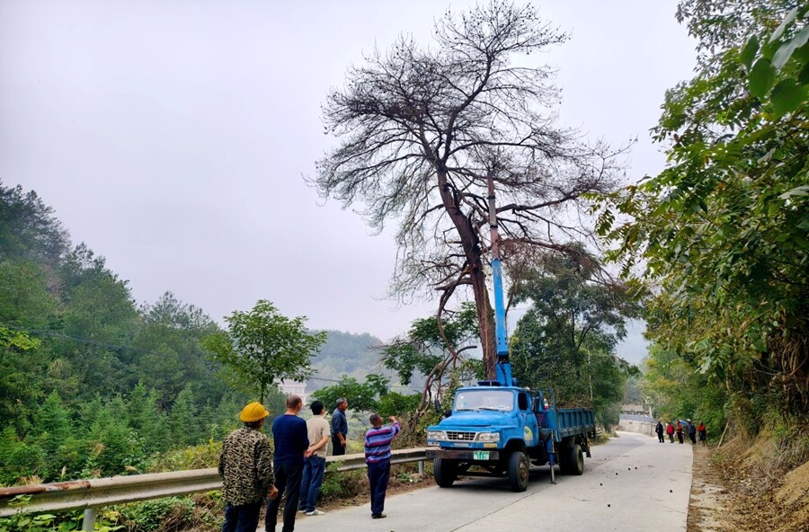 热市镇：枯树隐患及时除 农综巡查保平安