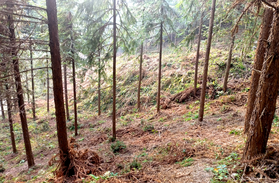 桃源县扎实推进油茶补植补造与水肥一体化技术指导