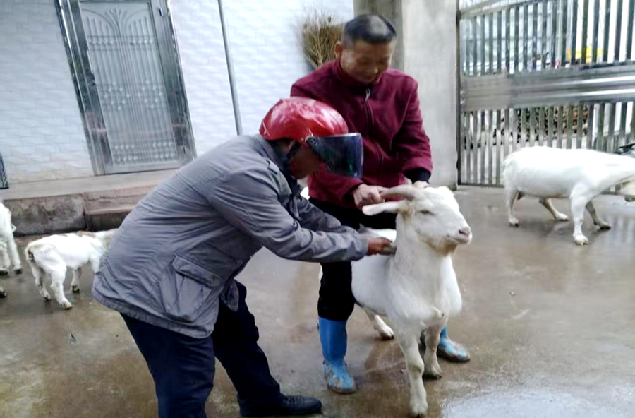 架桥镇：打好秋冬“主动仗”  筑牢畜牧“防疫网”
