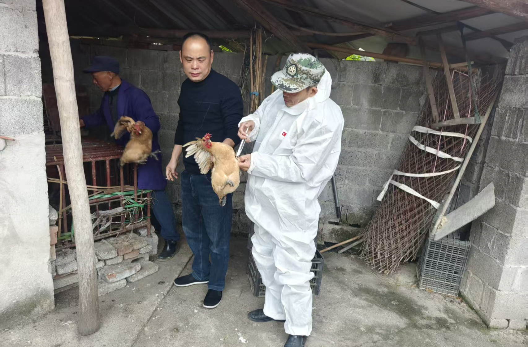 青林乡：扎实推进秋冬季动物防疫   筑牢畜禽养殖安全屏障