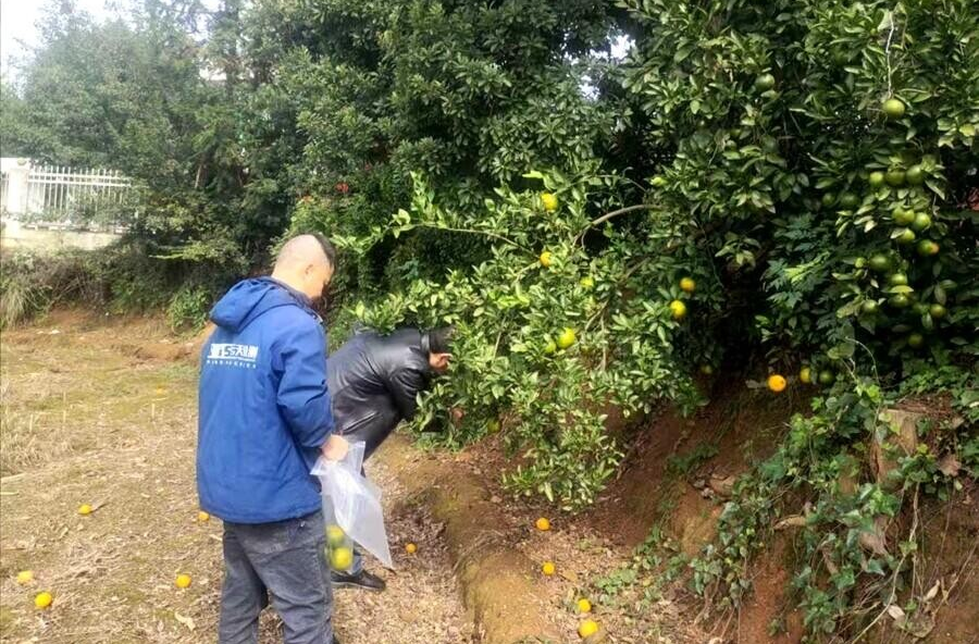 架桥镇把好柑橘上市“安全关” 农残检测守护“舌尖上的甜”
