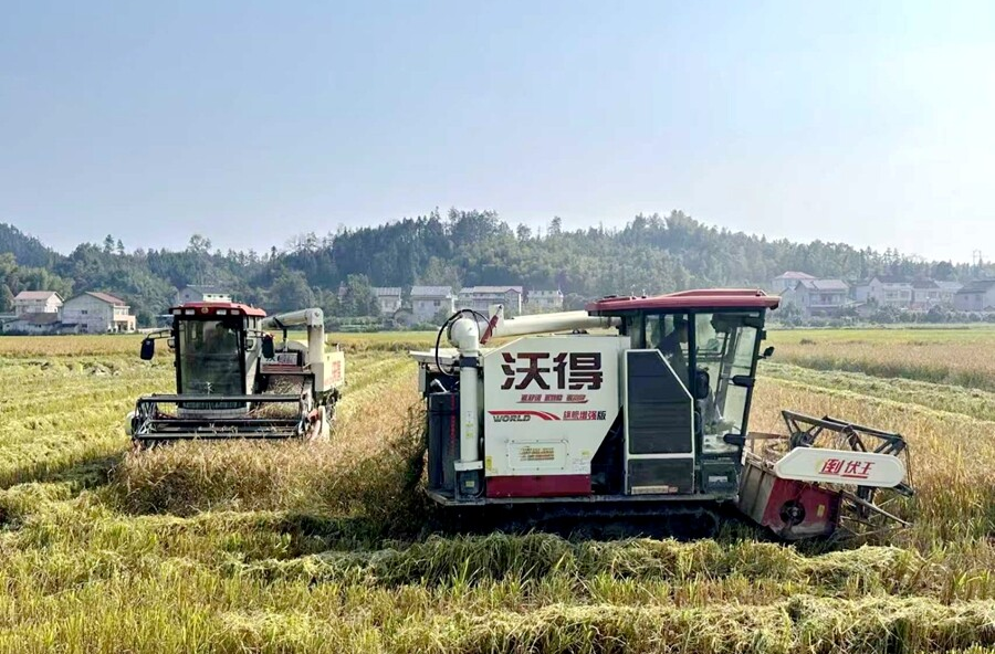 沙坪镇太平村：稻浪翻金迎丰收，机声鸣响助振兴