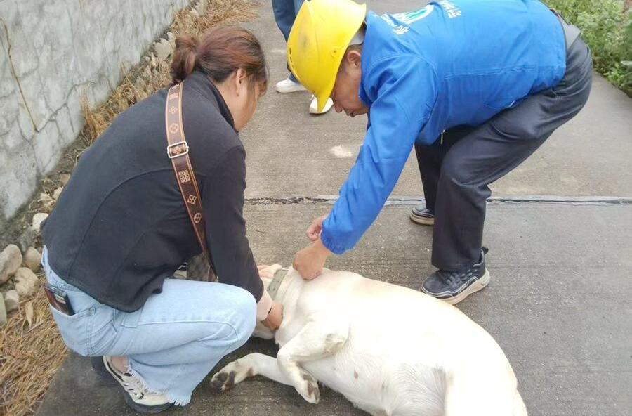 郑家驿镇：筑牢秋冬“防护网”守护畜禽“健康栏”