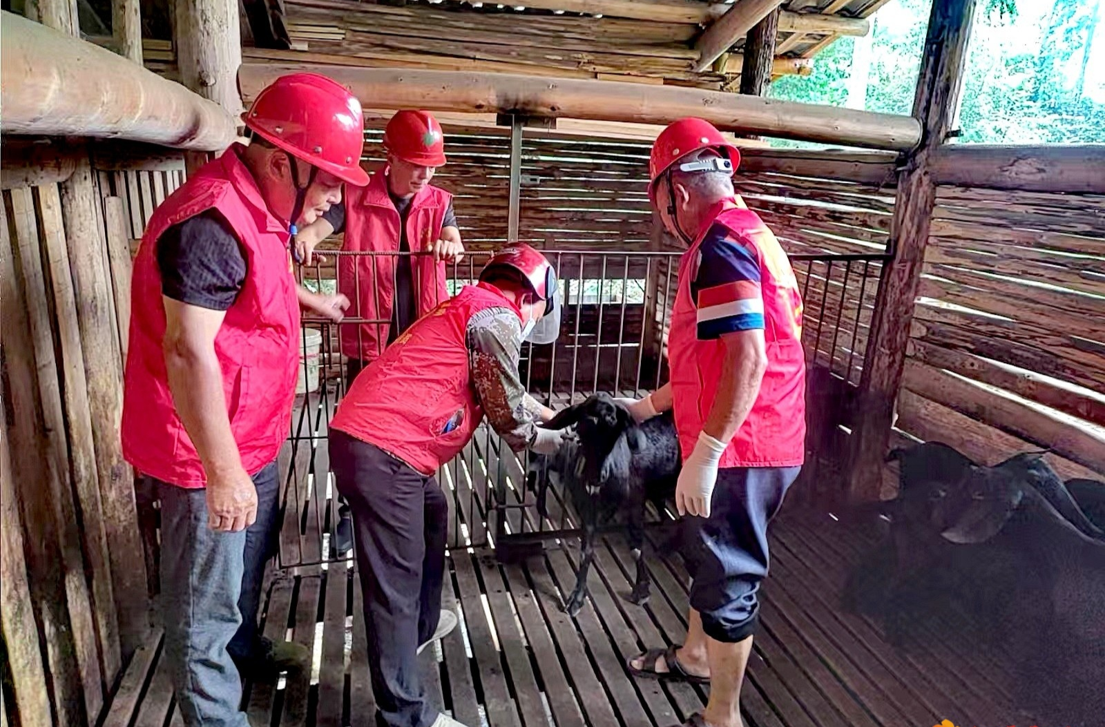 杨溪桥镇：服务下沉“畜”活力 技术入户“牧”新篇