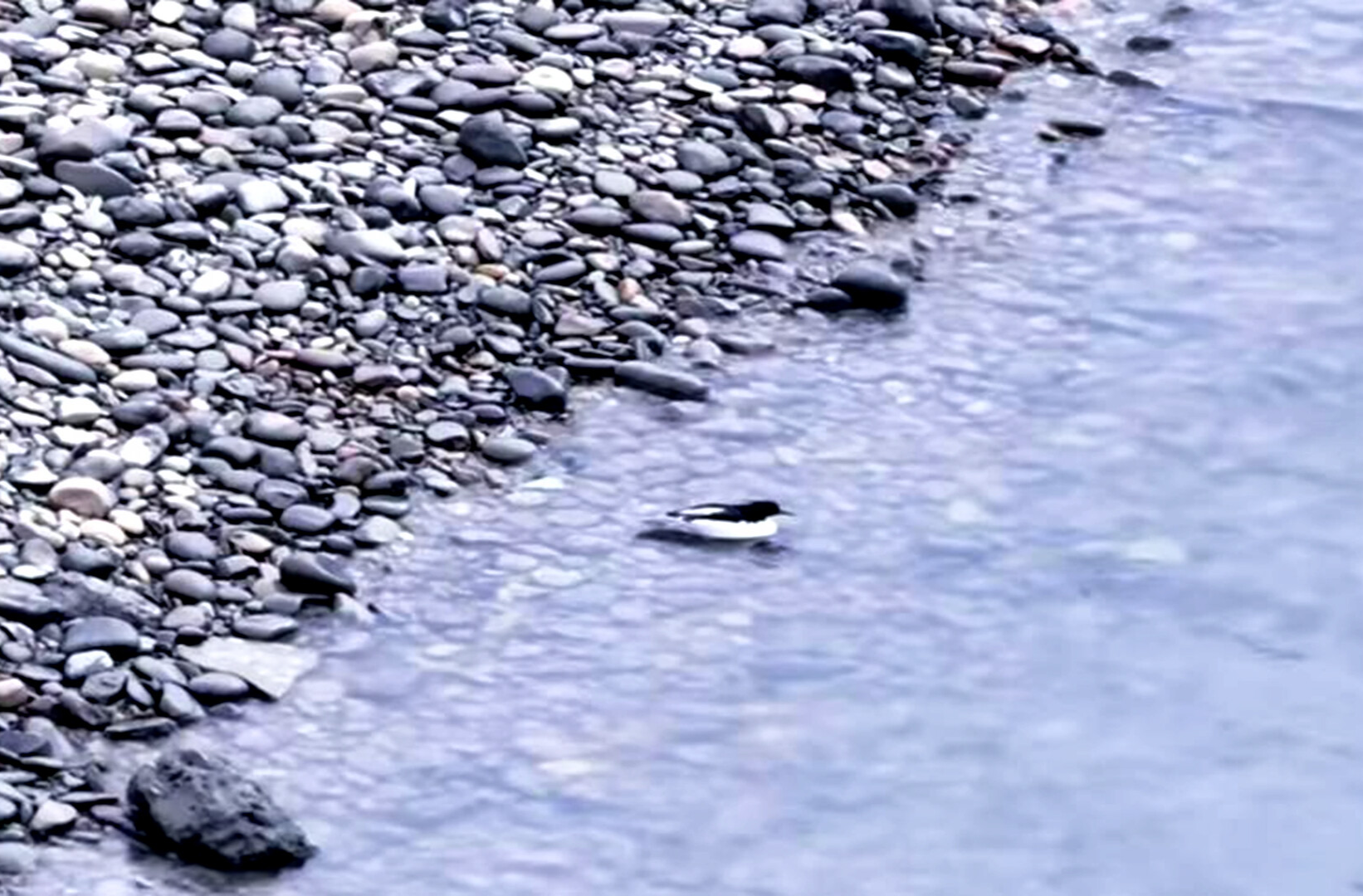 中华秋沙鸭连续第17年到桃源沅水流域栖息越冬