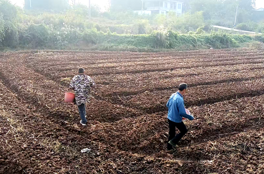 架桥镇：田间绘“丰”景 绿肥播种正当时