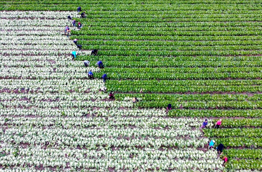 木塘垸镇：产销两旺  “小荠菜”做出“大文章”