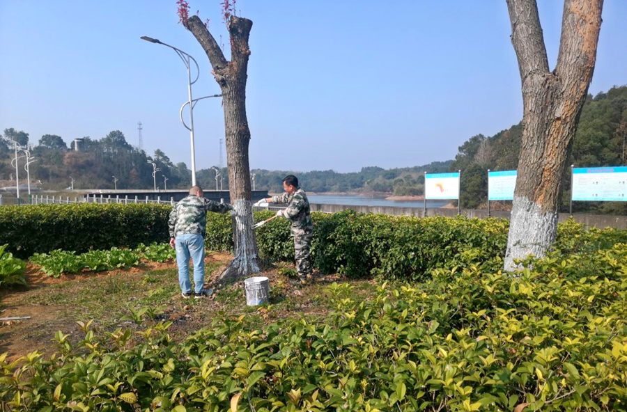 桃源县水利局：白蚁防治进行时，白石灰守护绿色家园