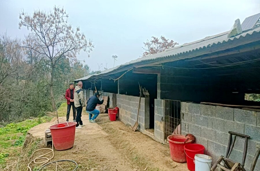 理公港镇：双险护航产业发展 农业保险助力乡村振兴