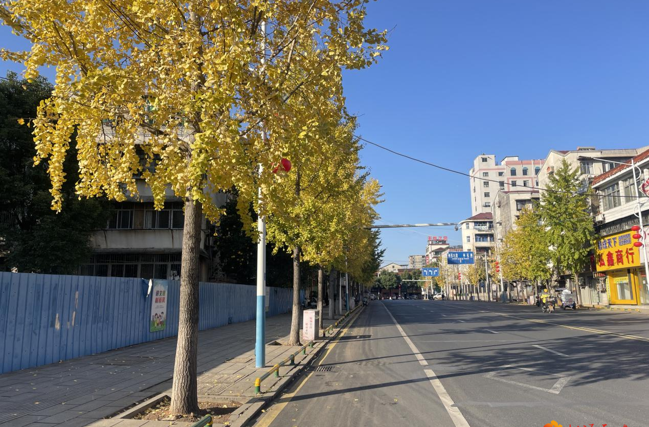 桃源：行道树穿上“防护白裙”  筑牢冬季养护“安全线”