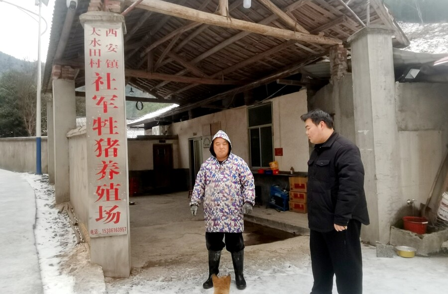 西安镇：冰雪中排除隐患 温情中护畜牧安全