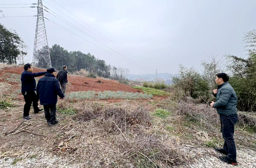 架桥镇：抢抓农时补新绿 油茶补植筑富路
