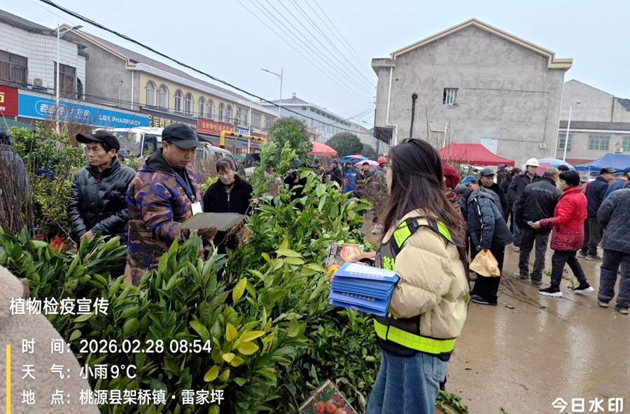 架桥镇：赶集日送上 “农业安全课” 筑牢植物检疫防线 守护柑橘产业安全