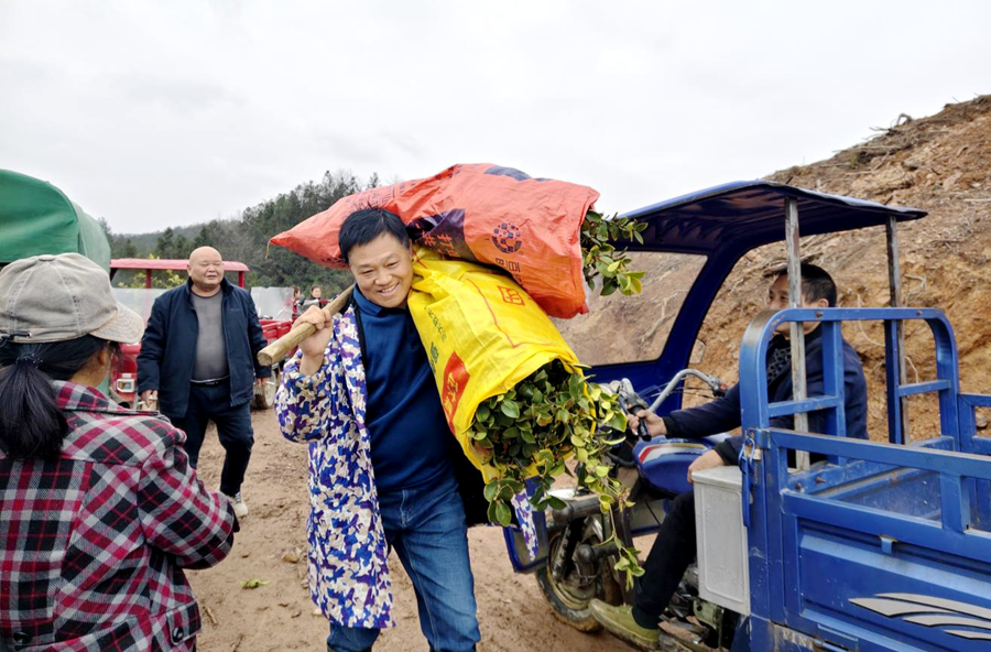 荒山栽下“致富苗” 油茶飘香促振兴 ——桃源梨树垭村春耕植绿忙