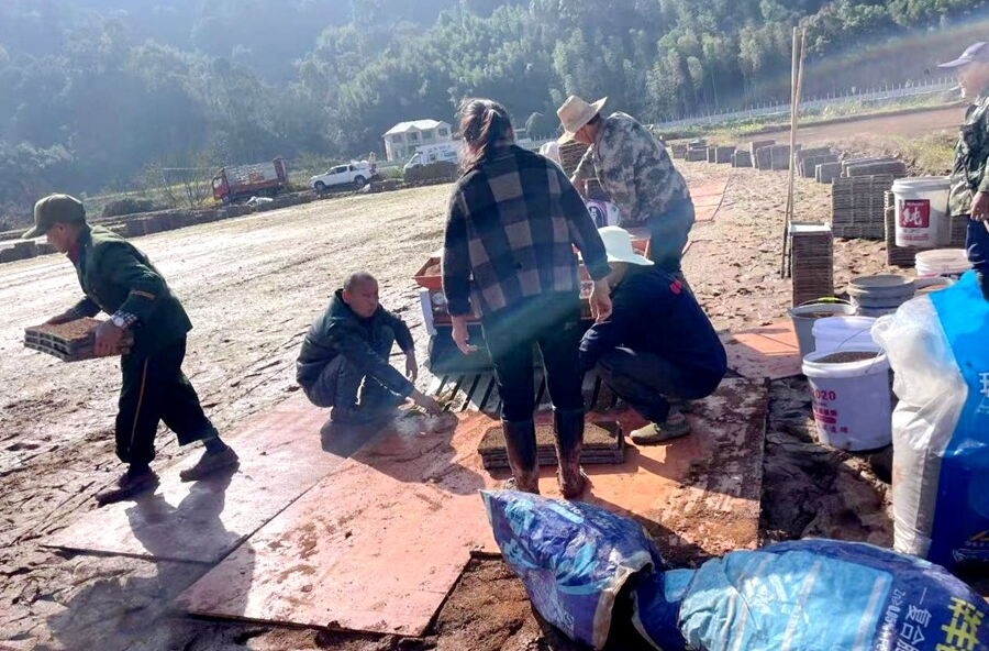 龙潭镇：早稻集中育秧，助力春耕先行