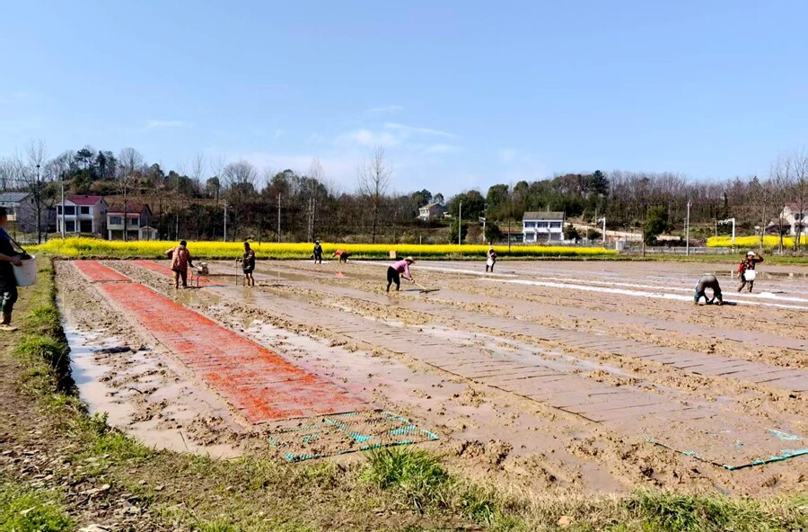 春染沃野“粮”心事——热市镇全力推进春耕生产，奏响双季稻种植“奋进曲”